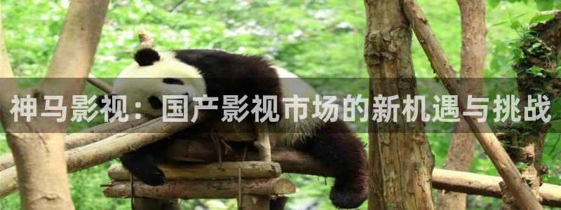 茄子视频qz