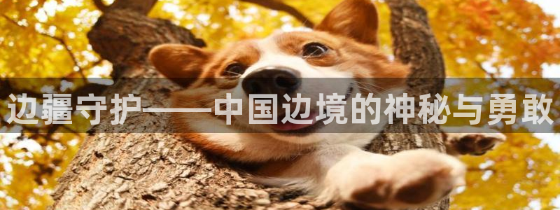 茄子视频qz