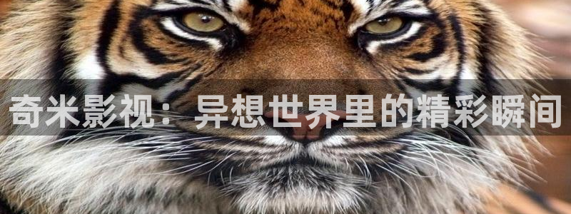大茄子视频