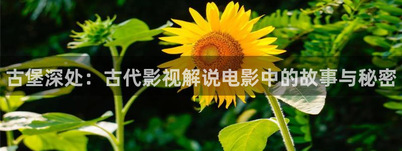 大茄子视频